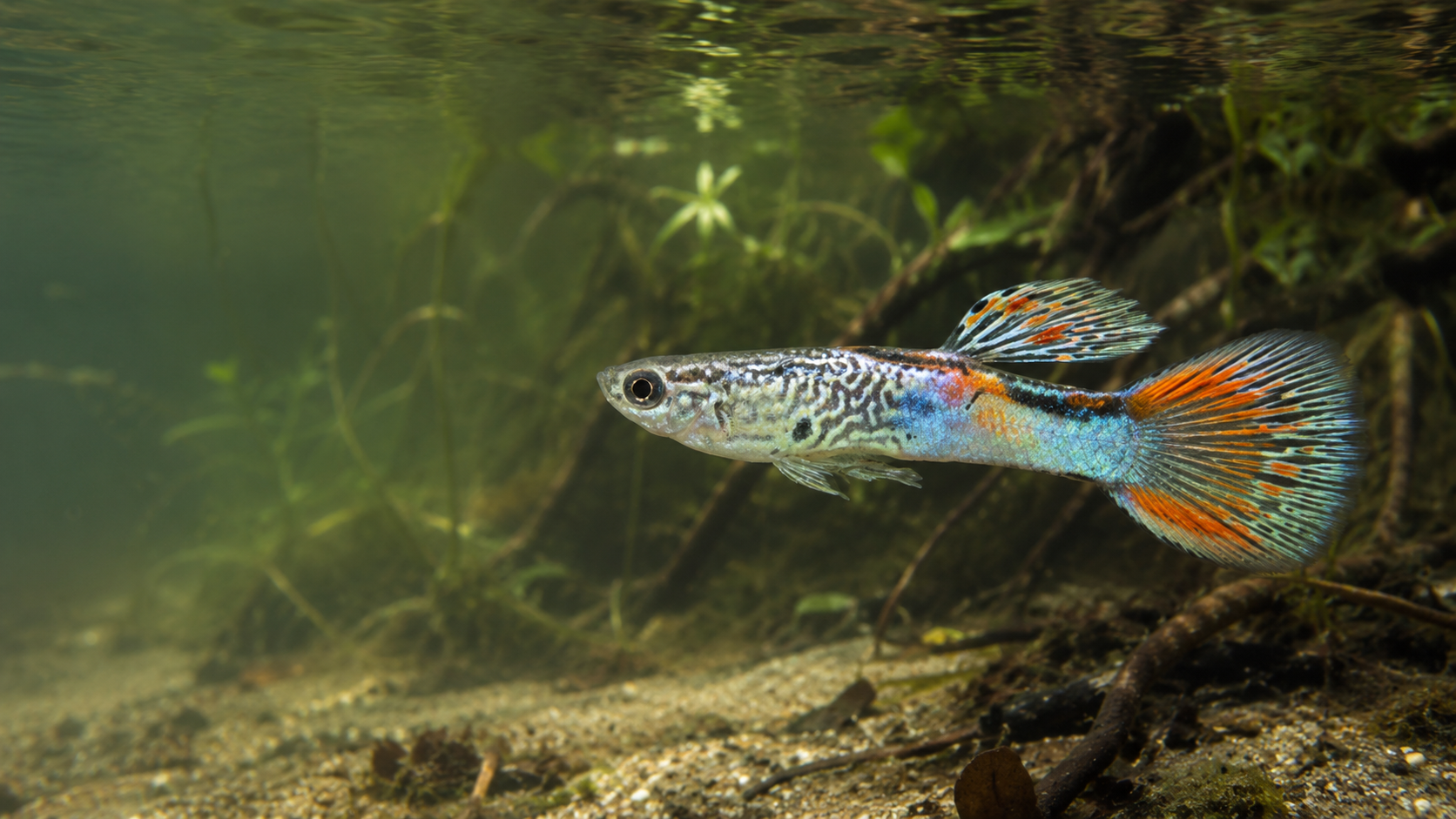 Guppy