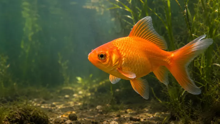 Goldfisch