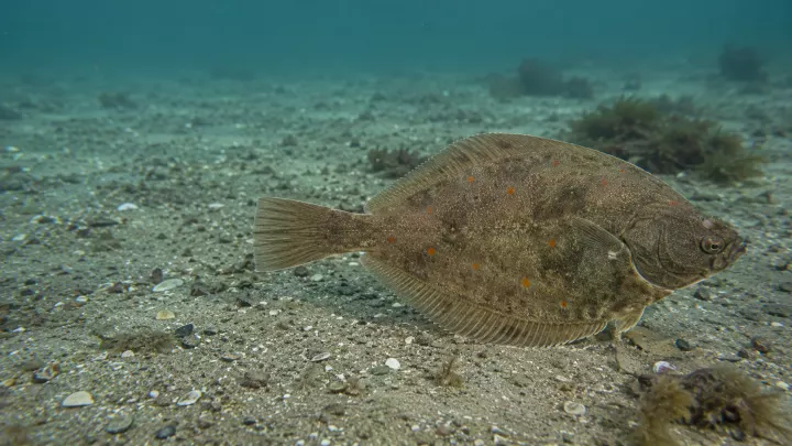 Goldbutt