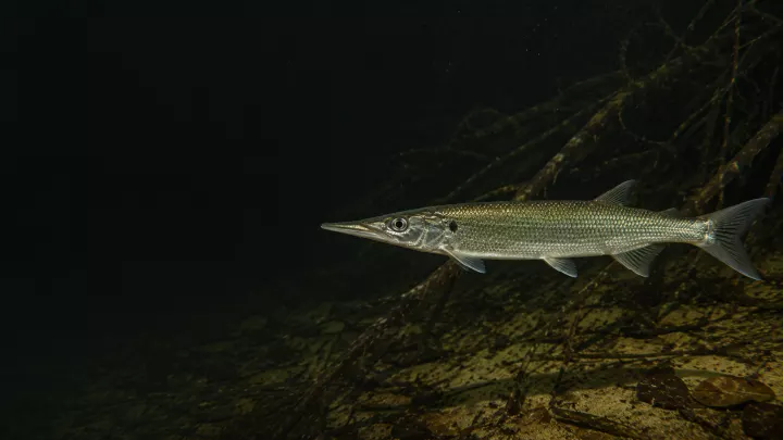 Acestrorhynchus nasutus