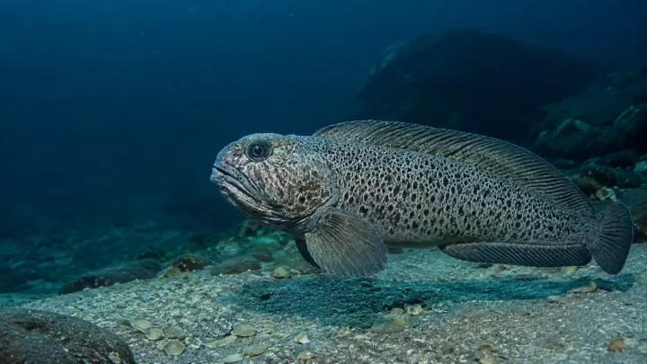 Gefleckter Seewolf