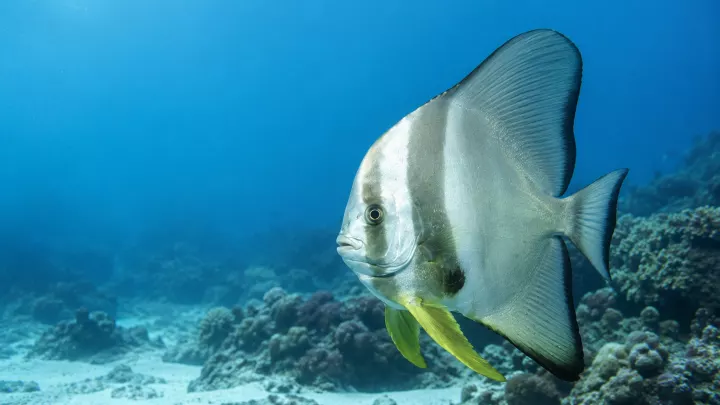 Fledermausfisch