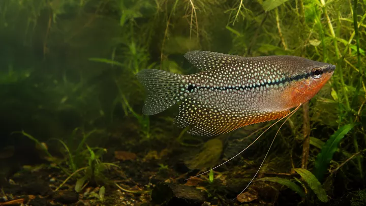 Fadenfisch