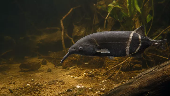 Elefantenfisch