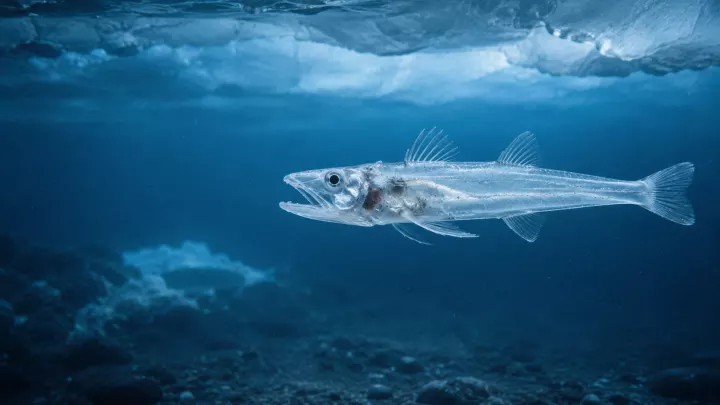 Eisfisch