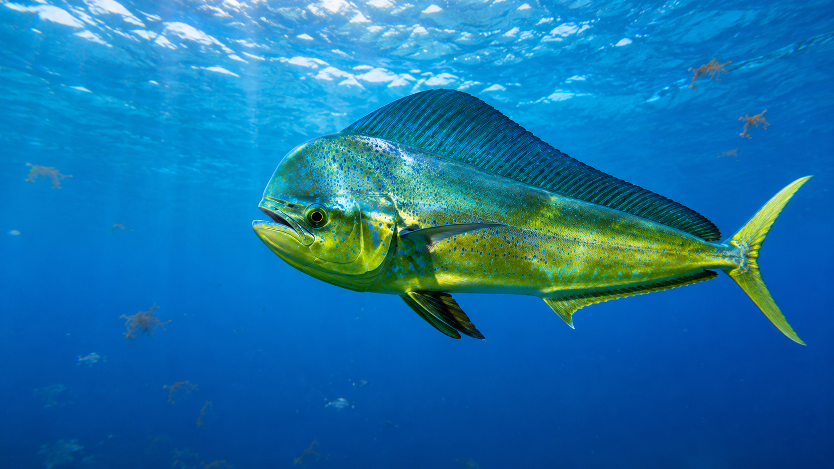 Dorado