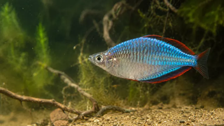 Diamantregenbogenfisch