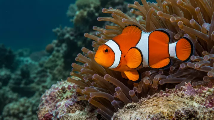 Clownfisch