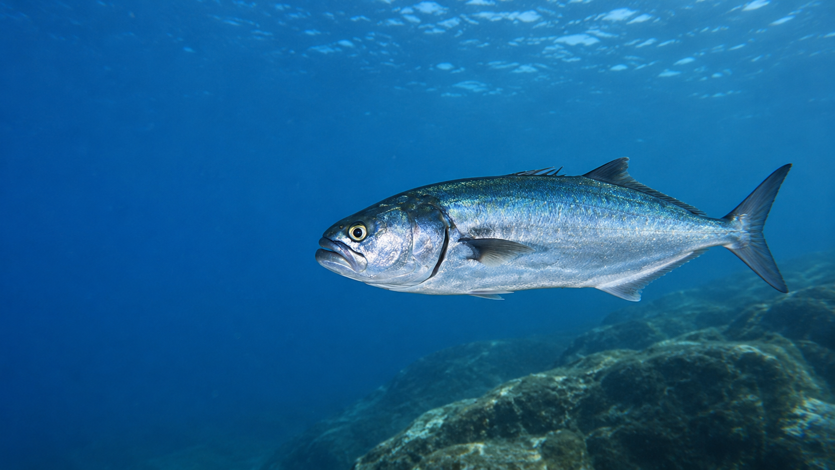 Blaufisch
