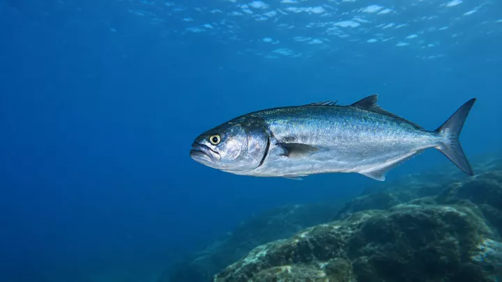 Blaufisch