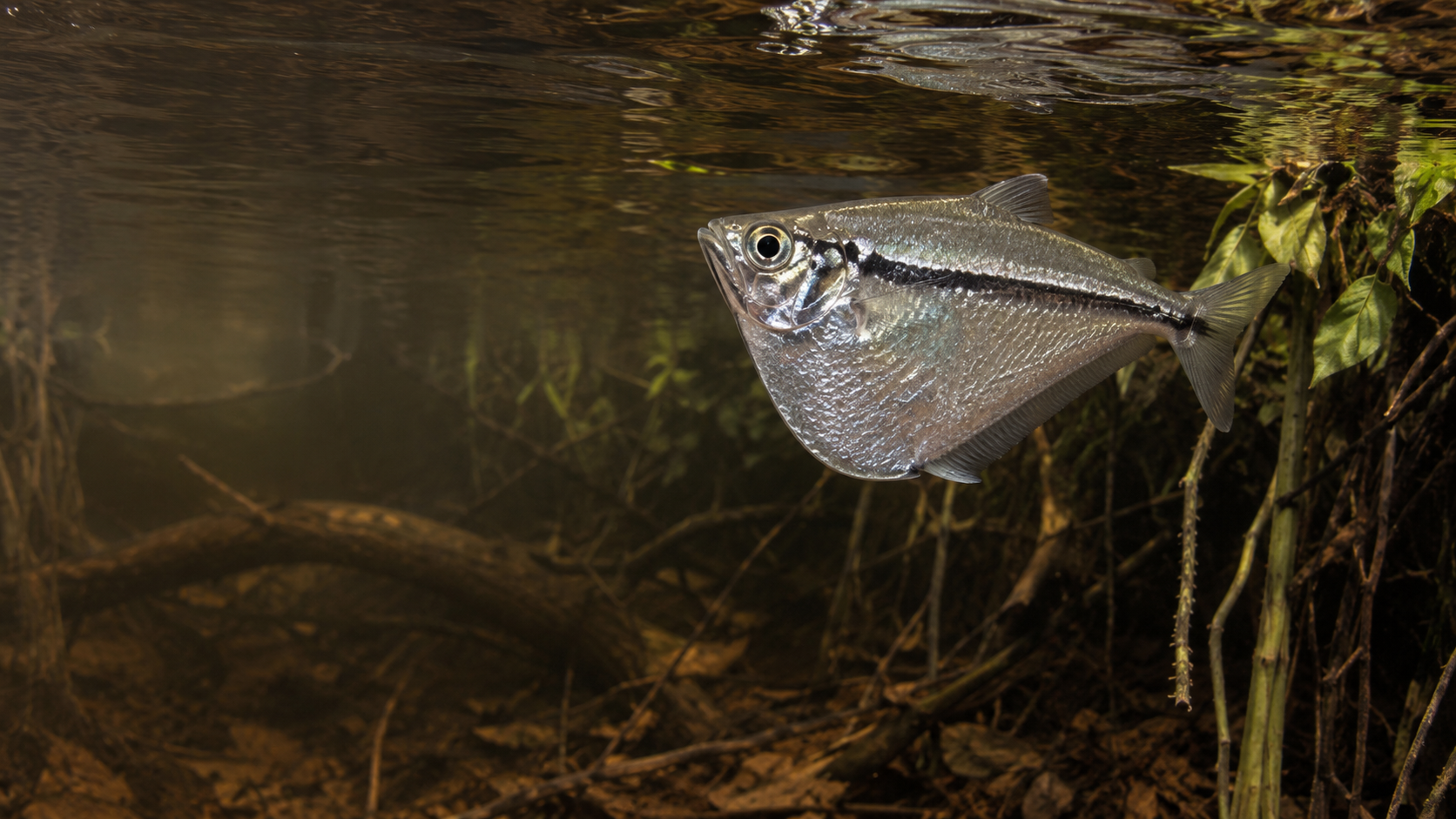 Beilbauchfisch