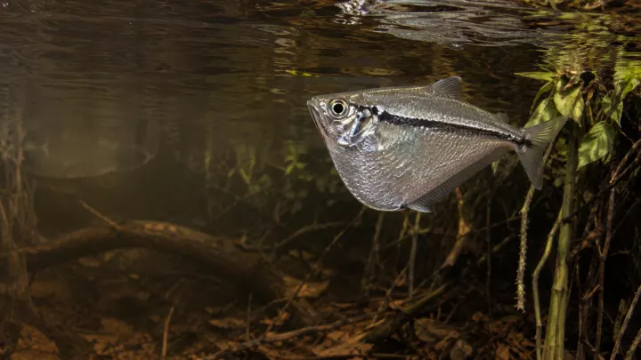 Beilbauchfisch