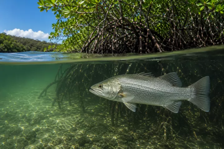 Barramundi
