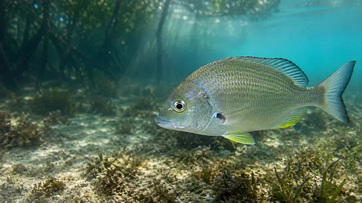 Acanthopagrus australis
