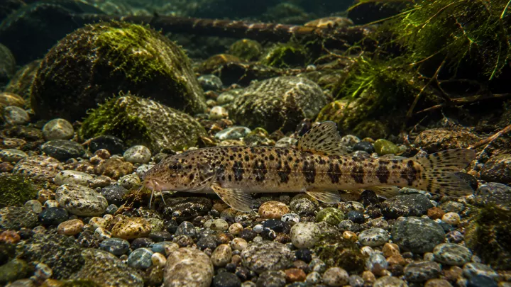 Bachschmerle