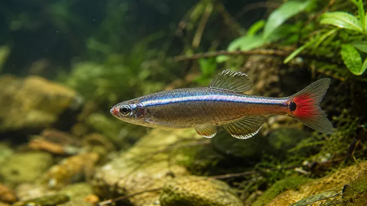 Kardinalfisch