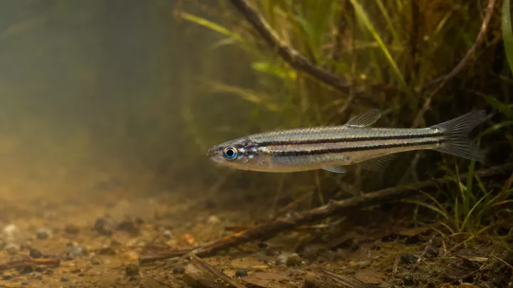 Gestreifter Blauaugenfisch