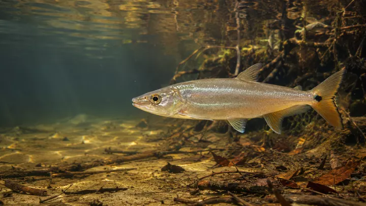 Acestrorhynchus altus