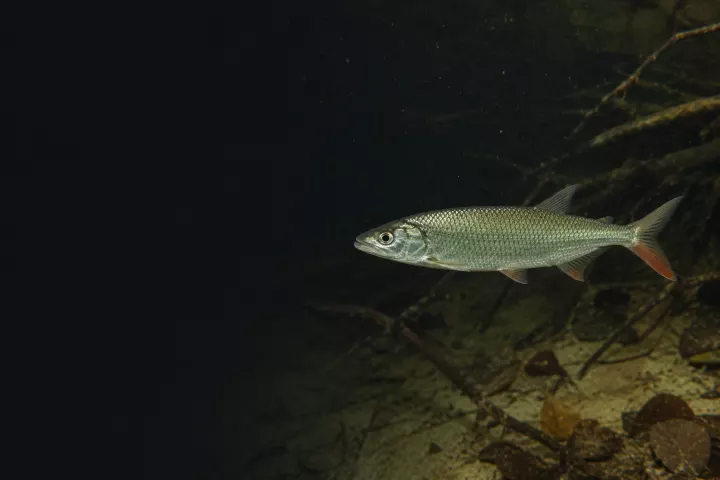Acestrorhynchus minimus