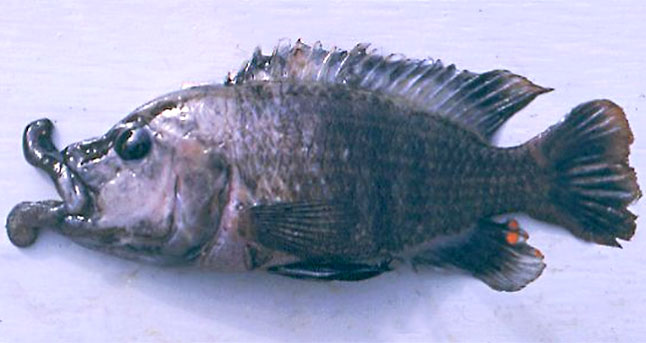 Aal-Dornauge