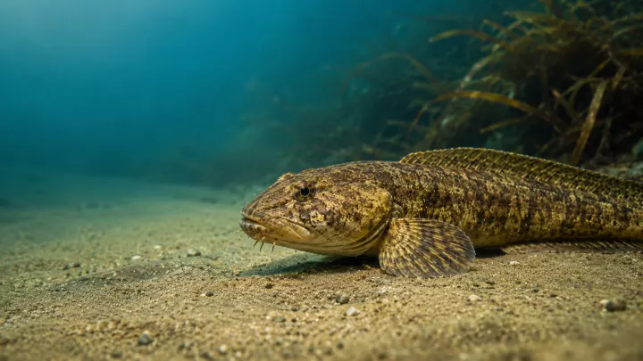 Abactochromis labrosus
