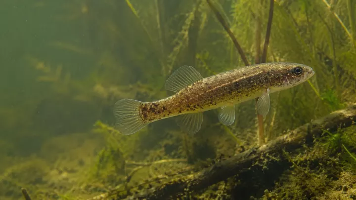 Hundsfisch